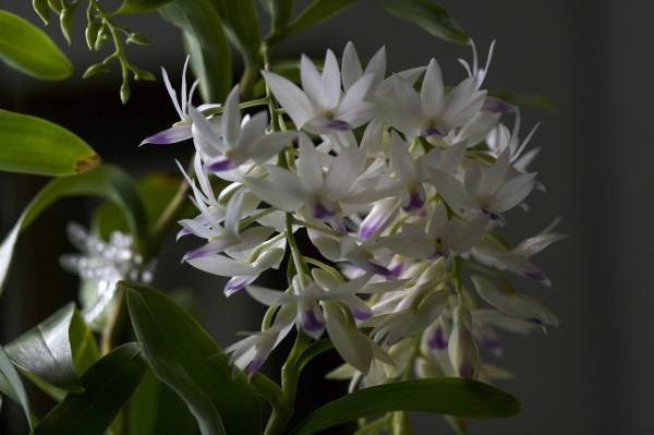 Dendrobium Amethystoglossum