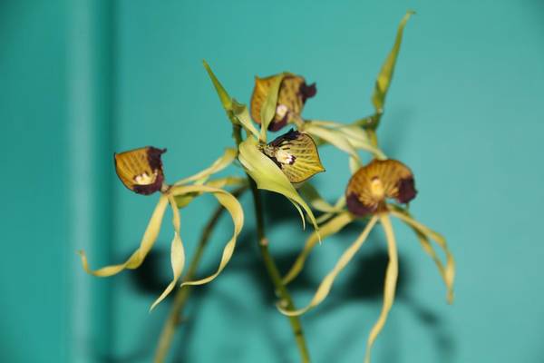 Encyclia cochleata