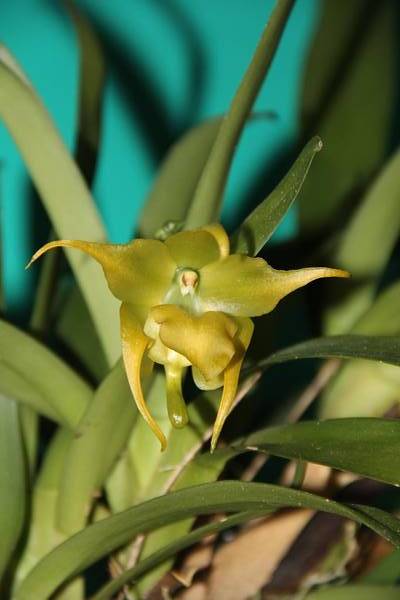 Aeranthes Grandiose 'Shooting Star'