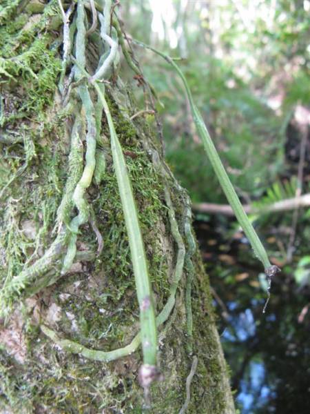 Seed Pods Dendrophylax lindenii (Ghost Orcihd)