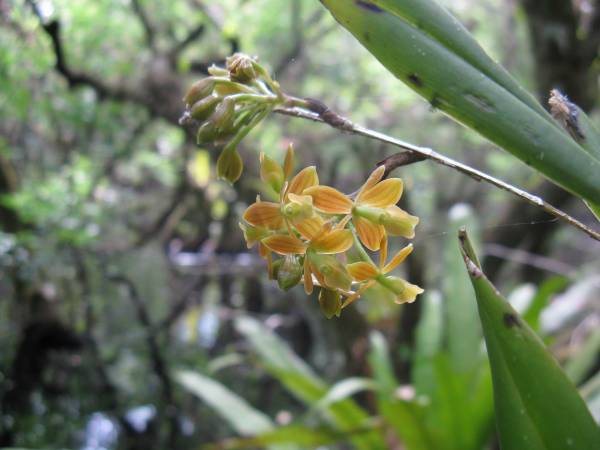 Epidendrum amphistomum