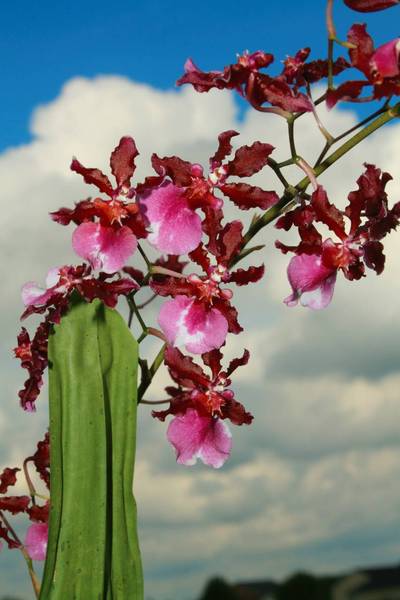 Oncidium Sherry Baby