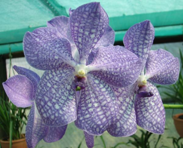 Vanda Aranda