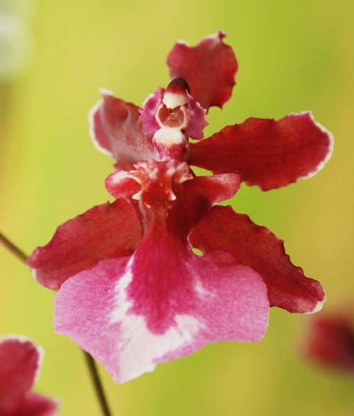 Oncidium Sherry Baby