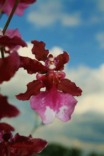 Oncidium Sherry Baby