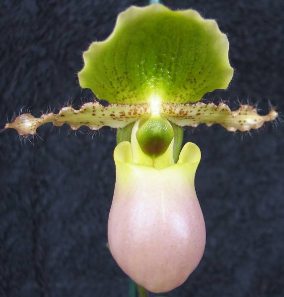 Paph Pinocchio