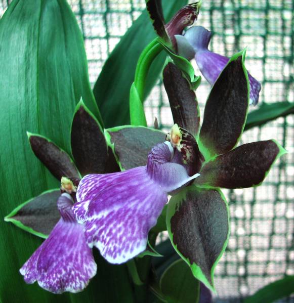 Zygopetalum Everspring