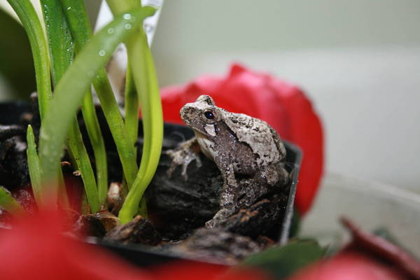 Grey Tree-frog