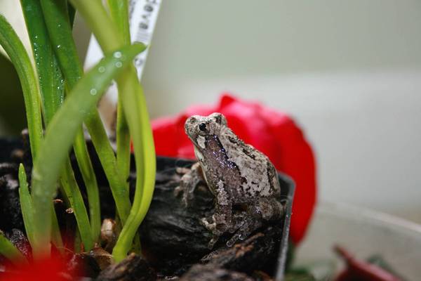 Grey Tree-frog