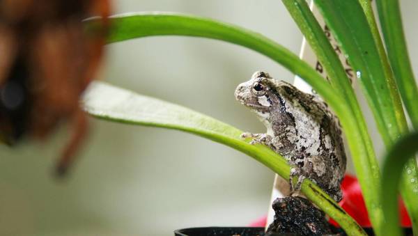 Grey Tree-frog