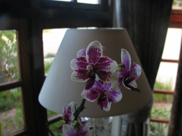 Phalaenopsis