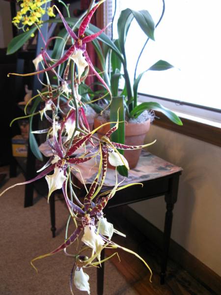 Brassidium Fangtastic 'Kalapana' Orchid