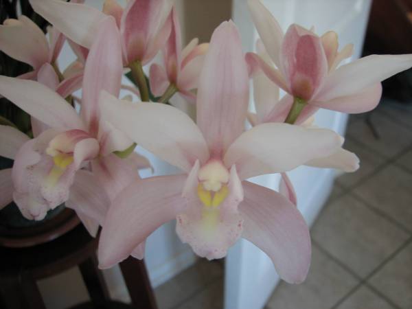 Cymbidium Noid