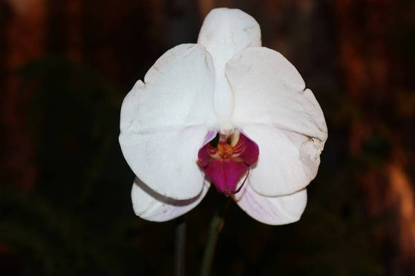 Phalaenopsis