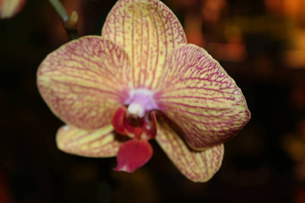 Phalaenopsis