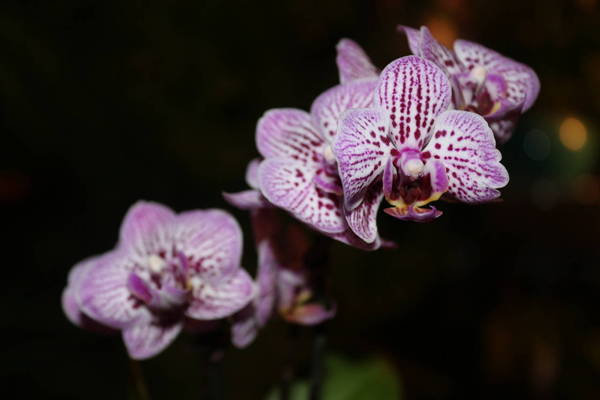 Phalaenopsis