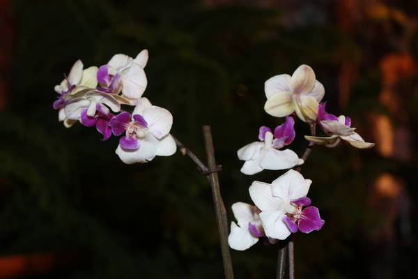 Phalaenopsis