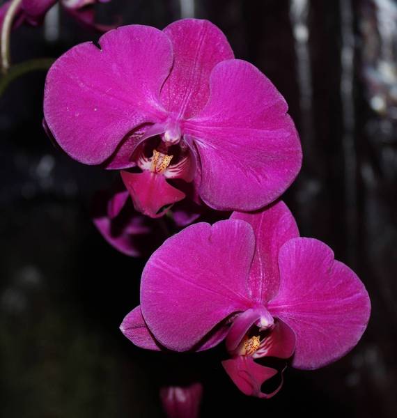 Phalaenopsis