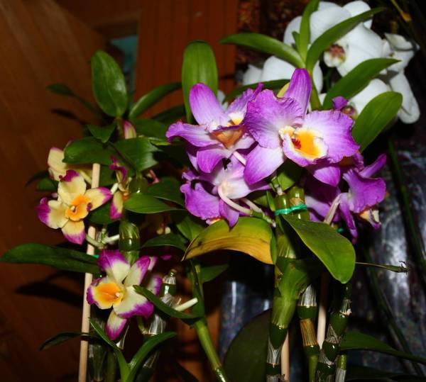 Dendrobium