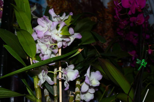 Dendrobium