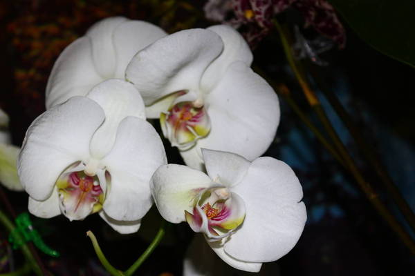 Phalaenopsis