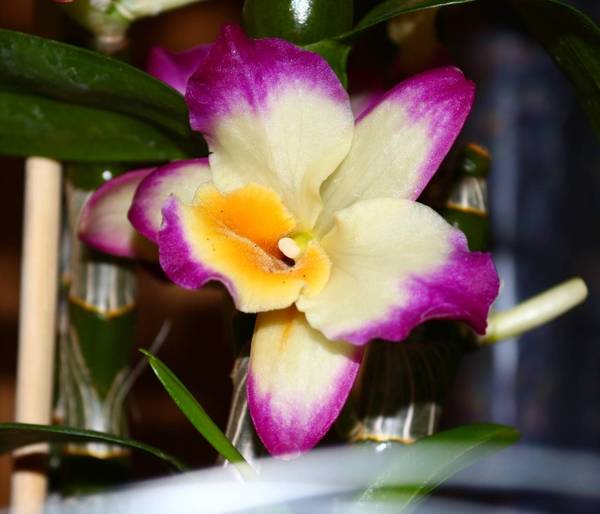 Dendrobium