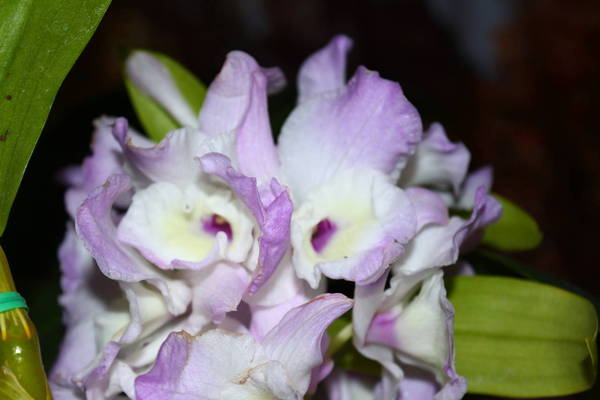 Dendrobium