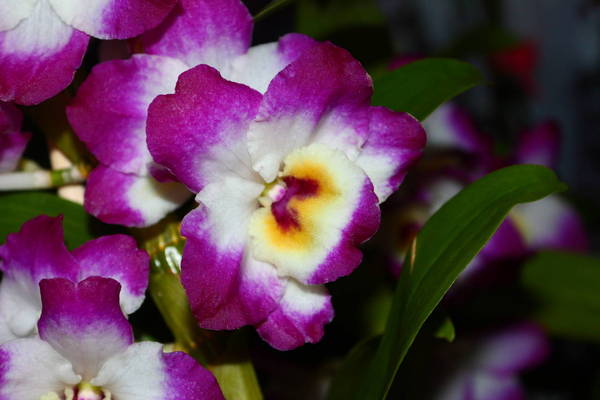 Dendrobium