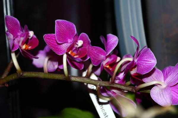 Phalaenopsis