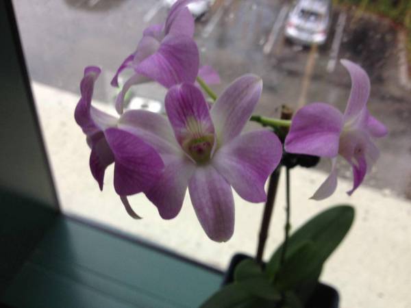 Mini Den-Phal