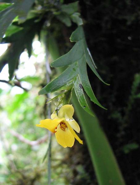 Lockhartia longifolia