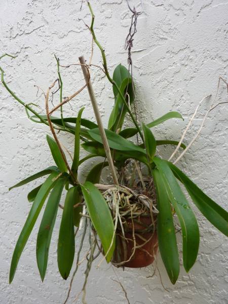 Phal repot 1 - before starting