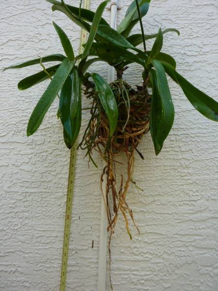 Phal repot 2 - Extricated roots