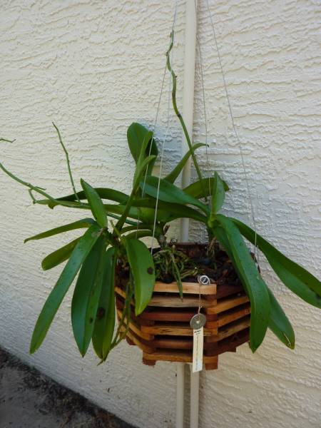 Phal repot 4 - After