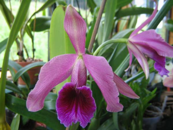 Laelia Pacavia