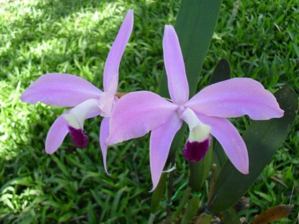 Laelia perrinii (now Cattleya perrinii)