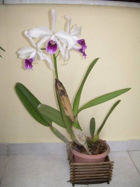 Laelia Purpurata