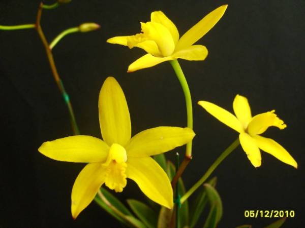 Laelia_briegeri