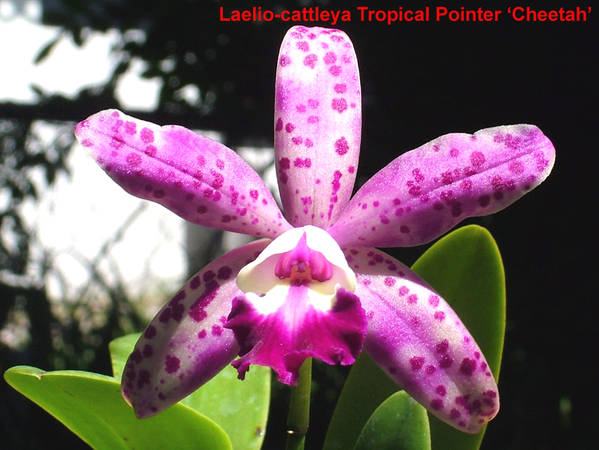 Lc_Tropical_Pointer_Cheetah_