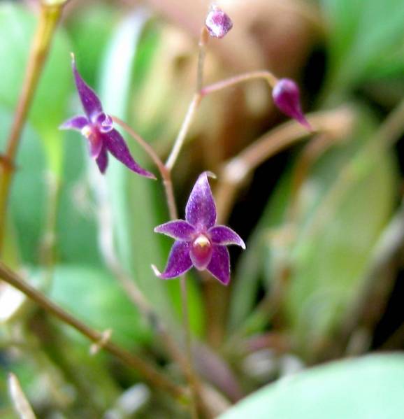 Lepanthopsis astrophora