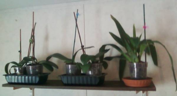 Orchids in my livingroom