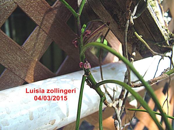 Luisia_zollingeri