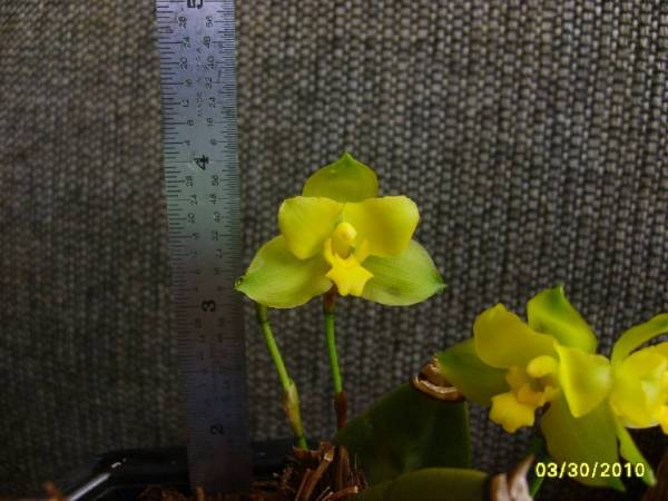 Lycaste_campbellii