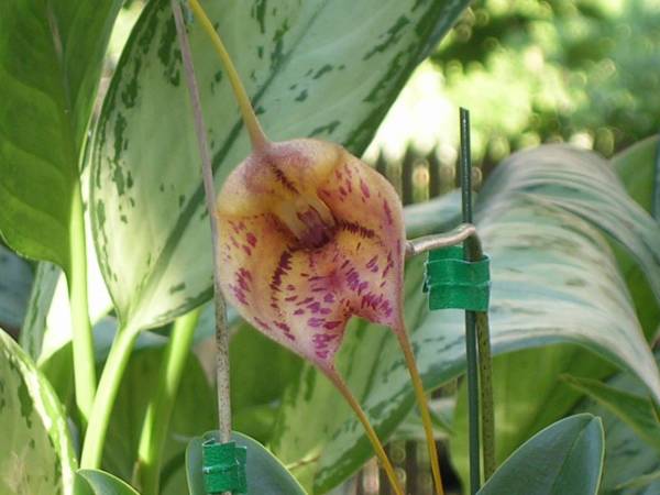 Masd. Morning Glory Speckled Apricot