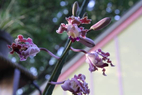 Myrmecophila (Schomburgkia) thomsoniana