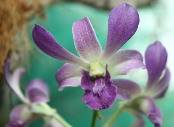 Dendrobium phalaenopsis