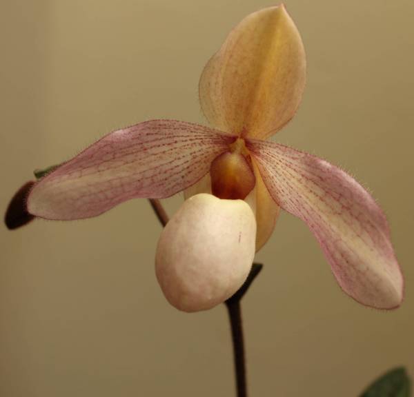 Paph Delophyllum