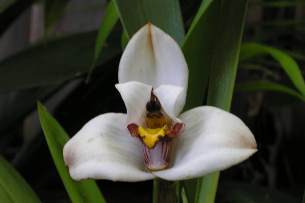 Maxillaria_Grandiflora