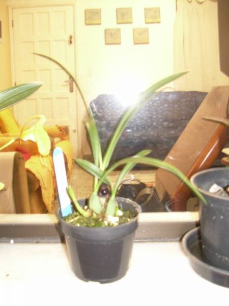 Maxillaria Schunkeana