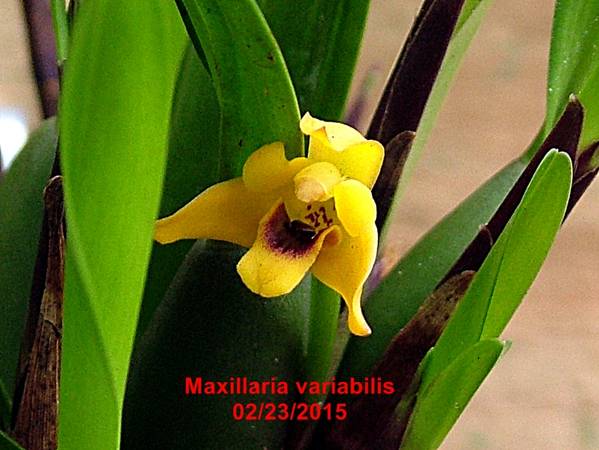 Maxillaria_variabilis